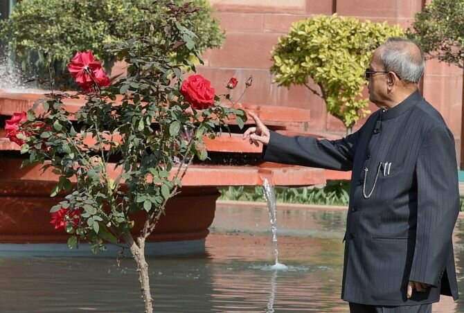 president-pranab-mukherjee-named-flower-in-mughal-garden